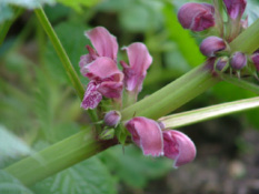 Lamium orvala bestellen